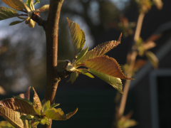 a-0181 Luikend blad (Prunus Sargenti)